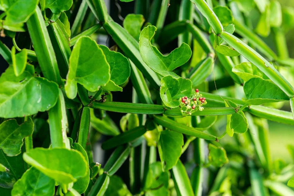 Cissus Quadrangularis