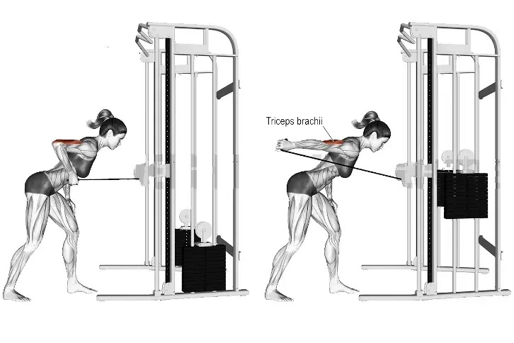 Muscle Worked During Cable Tricep Kickback