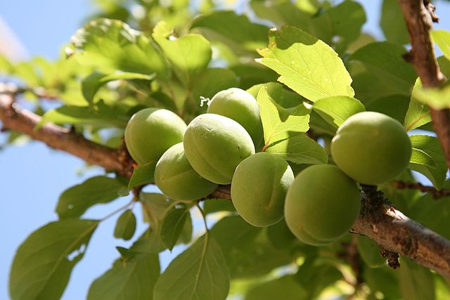640px Prunus mume fruits 2